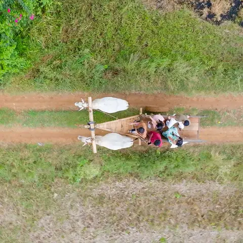 Bullock Cart Ride - Ride to the river nearby in a real bullock cart, through orchards and paddy fields.